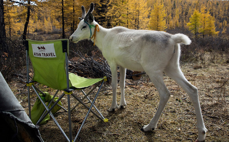 local guide to taiga mongolia